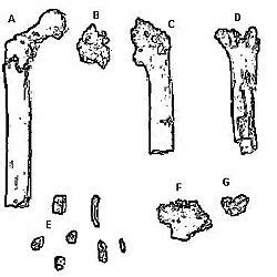 Orrorin tugenensis Facts for Kids