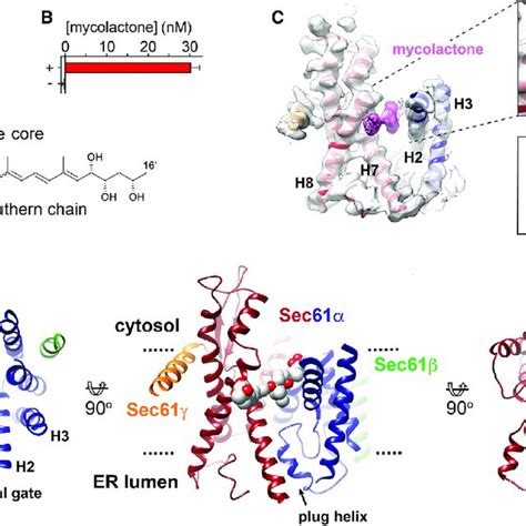 The Mycolactone Stabilized Conformation Of The Sec Translocon