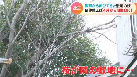 ｢隣の家から伸びてきた枝｣に悩むことは無くなる？ 4月からは条件を満たせば切り落としてもokに Tbs News Dig