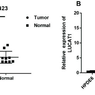 LUCAT1 Benefits To AKT And MAPK Signaling Pathways In Pancreatic Cancer