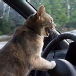 Cat Driving Car Imgflip