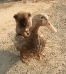 Funny Duck GIFs | Tenor