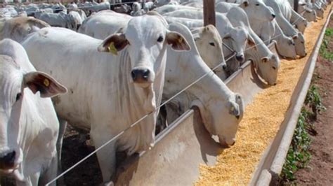 Curso Online De Nutrição De Bovinos De Corte é Oferecido Pelo Senar