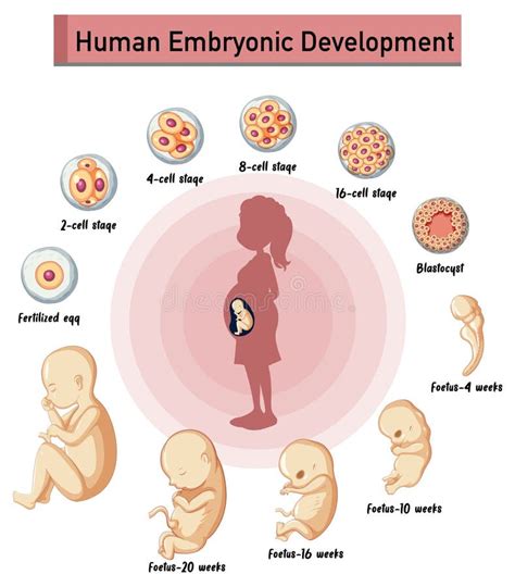 Human Embryonic Development Or Human Embryogenesis From Zygote To