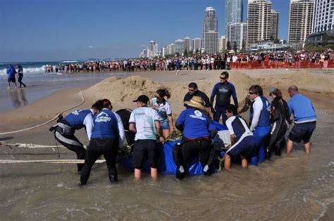 A Baby Humpback Whale Rescue - Barnorama