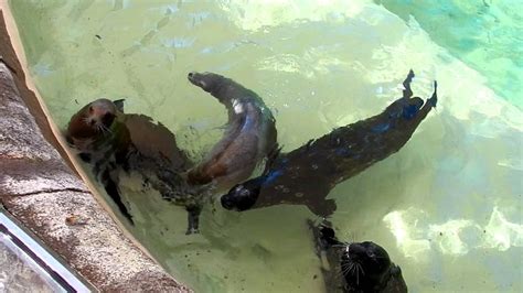 Feeding Sea Lions At Seaworld San Diego Xdr8d Youtube