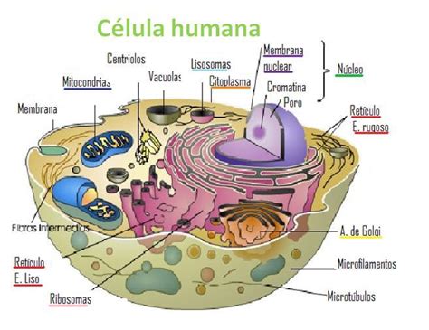 La Célula Humana | Note