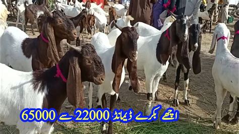 Bakra Eid Mandi Hyderabad Bypass YouTube