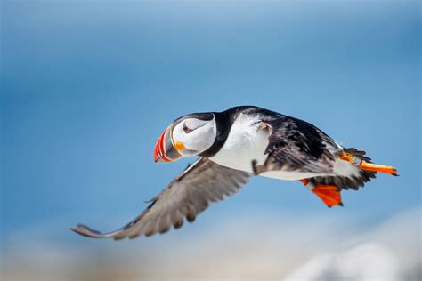 Atlantic Puffin Audubon Field Guide