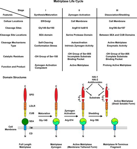 The Summary And Schematic Illustration Of Matriptase Life Cycle The