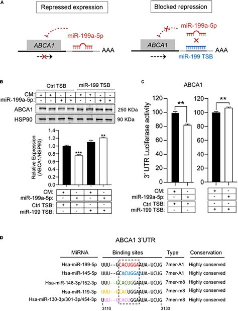 Frontiers Role Of Mir 199a 5p In The Post Transcriptional Regulation