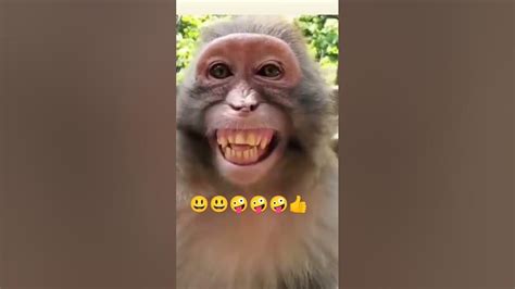 Youtube Monkey 🐒 Funny Comedy Vedio😃😃😃🤪🤪🤪😃😃😃😃😃 Youtube