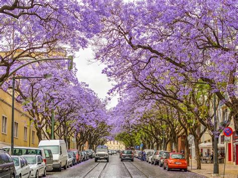 Цветение Жакаранды в Лиссабоне — Mylisbon