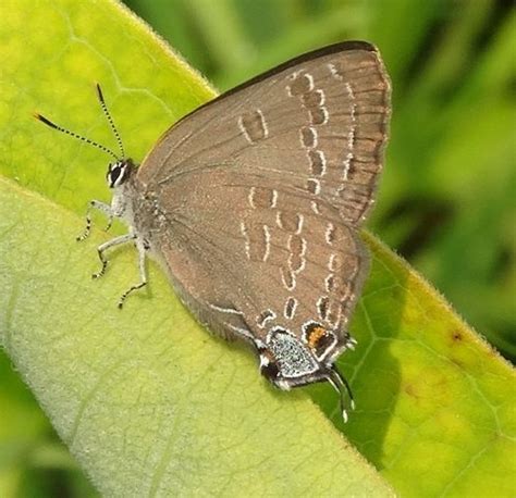 Hickory Hairstreak Butterflies Of Michigan Inaturalist