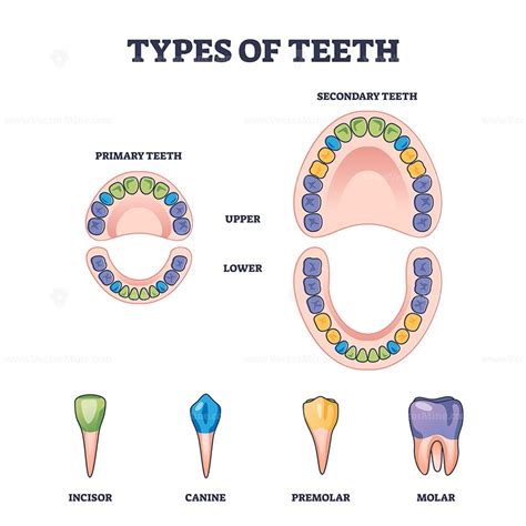 Labelling Teeth Diagram Clipart