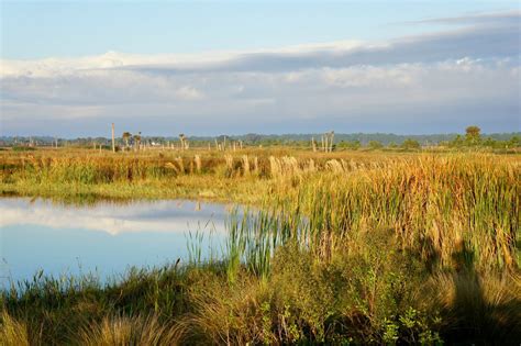 Gulf Coast Plains Wetland Mitigation Bank