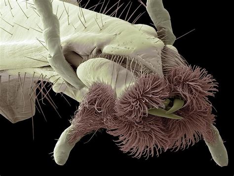 Scorpion Fly Mouth Sem By Steve Gschmeissner Microscopic Photography