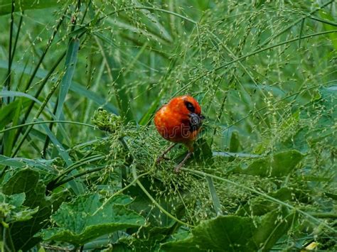 The Red Fody Bird Is Chirping On The Branches Of The Tree To Find Its