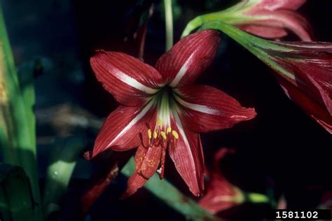 Amaryllis Genus Amaryllis