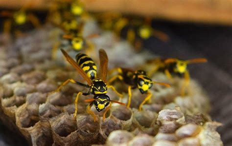 Blog A Useful Wasp Control Guide For Columbus Homeowners