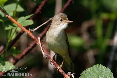 Acrocephalus Palustris Pictures Marsh Warbler Images Nature Wildlife