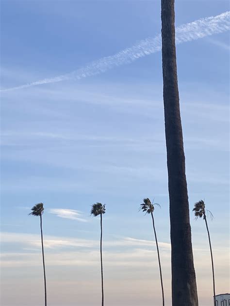 We Were Palm Trees In The Wind On The Beach Crocseatingrocks