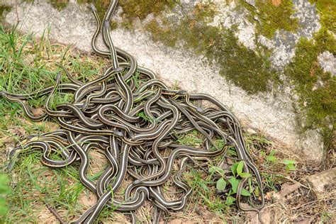 Water Moccasin Nest