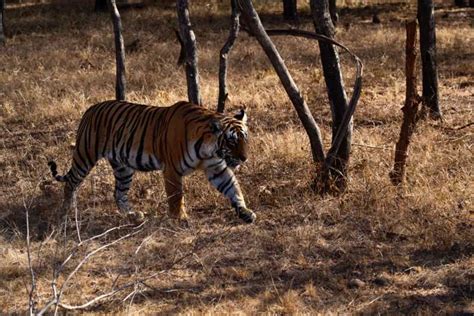 From Delhi Day Golden Triangle Ranthambore Safari Tour Getyourguide