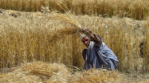 Bumper Wheat Crop Likely This Year Daily Times