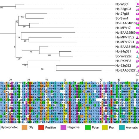 Proteins of the PXMP2 family. (A) Protein phylogeny and secondary ... 