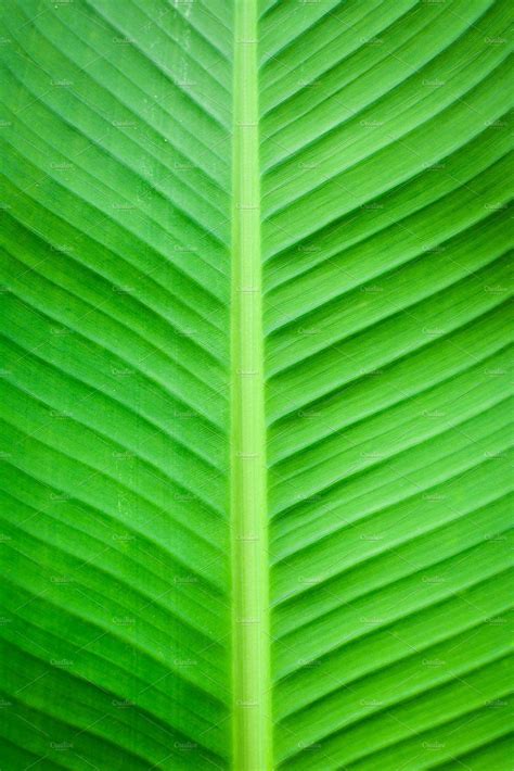 Banana Leaf Background Banana Leaf Wallpaper Banana Leaf Leaf