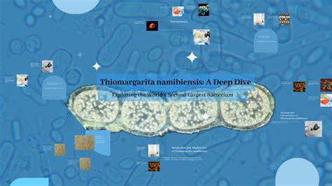 Thiomargarita namibiensis: A Deep Dive by Claire Love on Prezi