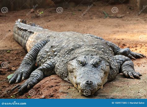 Crocodile A Predator Carnivorous Animal Stock Image Image Of Aquatic