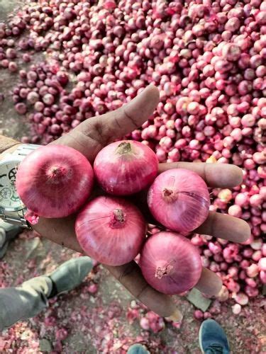 A Grade Maharashtra Organic Red Onion Net Bag Gunny Bags Onion Size