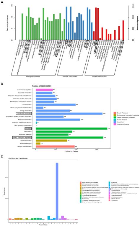 Functional Annotations Assigned To The Unigenes A Enriched Gene