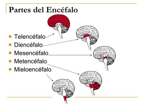 El Cerebro Y El Proceso De Aprender Ppt