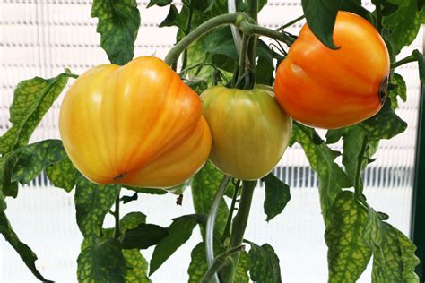 Kraut und Braunfäule bei Tomaten erkennen und bekämpfen Tomaten de