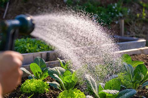 Watering Plants How Much Should You Water And How Often 41 OFF