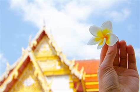 รูปภาพDorato – เลือกดูภาพถ่ายสต็อก เวกเตอร์ และวิดีโอ13,024 | Adobe Stock