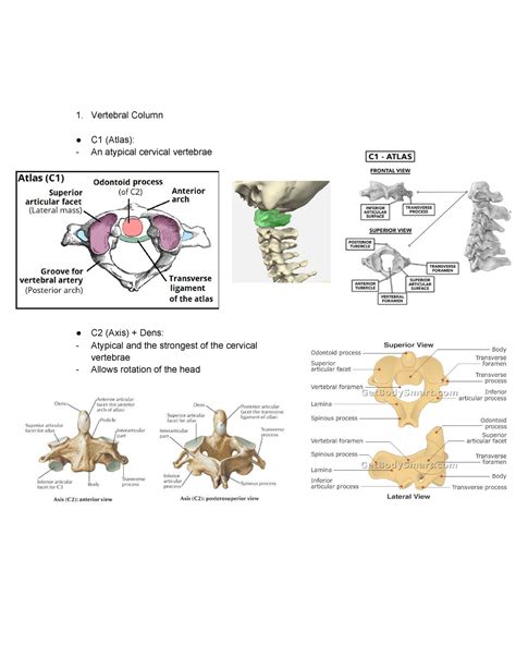 Atypical Cervical Vertebrae