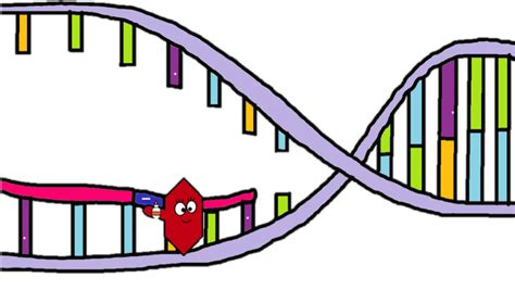 Ligase - DNA Replication