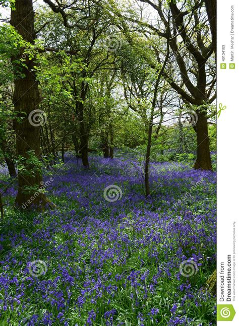 English Bluebell Wood In Spring Stock Image Image Of Plants