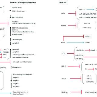 This Image Illustrates The Action Mechanism And Involvement Of Lncrnas