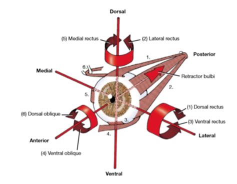 Visual System Eye And Retina Flashcards Quizlet