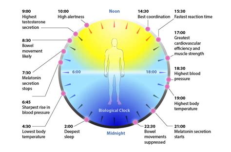 Understanding Circadian Rhythm On Sale