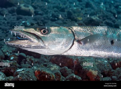 Great barracuda teeth hi-res stock photography and images - Alamy