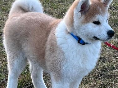 Akita Inu psy na sprzedaż hodowla Akita pod Łyską szczeniaki Gratka