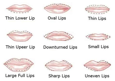 Different Lip Shapes Chart