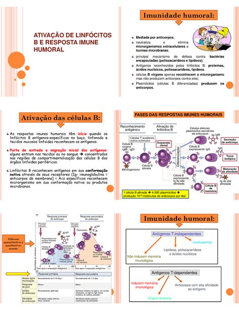 Vacinas E Soros Imunologia Ativa O De Linf Citos B E Resposta