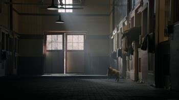 Budweiser Super Bowl 2014 TV Spot, 'Puppy Love' - iSpot.tv